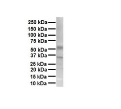 TRPV4 Rabbit anti-Human, Polyclonal, Novus Biologicals 0.1 mL | Buy Online | Novus Biologicals | Fisher Scientific